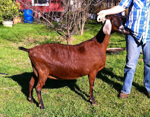 Goatilicious LLC and Ragels Ziegenhof Dairy Goat Farm