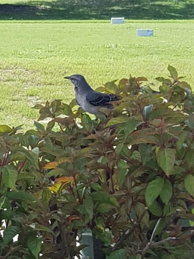 Country Club «Palmetto-Pine Country Club», reviews and photos, 1940 SW 9th Ct, Cape Coral, FL 33991, USA