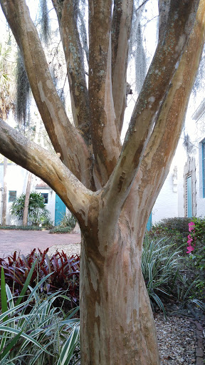 Non-Profit Organization «Art & History Museums - Maitland», reviews and photos, 231 W Packwood Ave, Maitland, FL 32751, USA