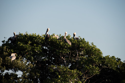 Boat Tour Agency «Good Time Charters», reviews and photos, 4765 Estero Blvd, Fort Myers Beach, FL 33931, USA