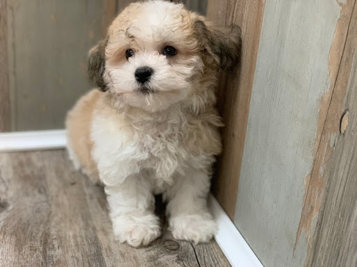 Dog Breeder «Playful Pets», reviews and photos, 115 Ridge Pike, Conshohocken, PA 19428, USA