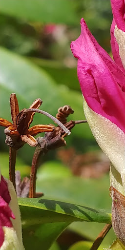 Golf Club «Echo Falls Golf Club», reviews and photos, 20414 121st Ave SE, Snohomish, WA 98296, USA