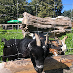 Photo n°1 de l'avis de Daniela.u fait le 07/09/2021 à 12:00 sur le  Bisonstube Bodenwald à Bodman-Ludwigshafen