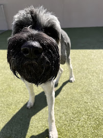 Doggie District - Craig Road - Photo 9 - Car repair in Las Vegas, NV, Las Vegas