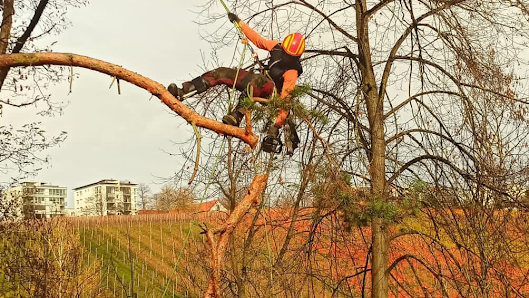 Julian Schad Landschaftspflege & Baumfällungen Härtlestraße 10, 78600 Kolbingen, Deutschland
