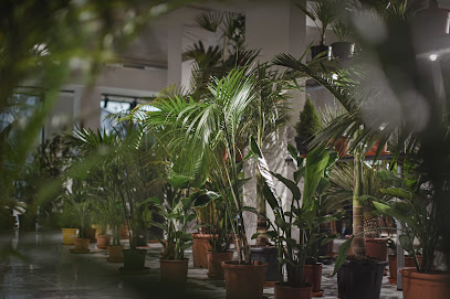 Egzotiniai augalai, palmės Lietuvoje