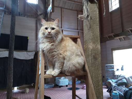 Pet Supply Store «PetSmart», reviews and photos, 2940 Chapel Hill Rd, Douglasville, GA 30135, USA