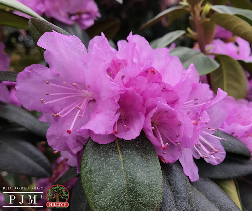 Garden Center «Hilltop Nursery & Garden Center», reviews and photos, 2028 Albany Post Rd, Croton-On-Hudson, NY 10520, USA