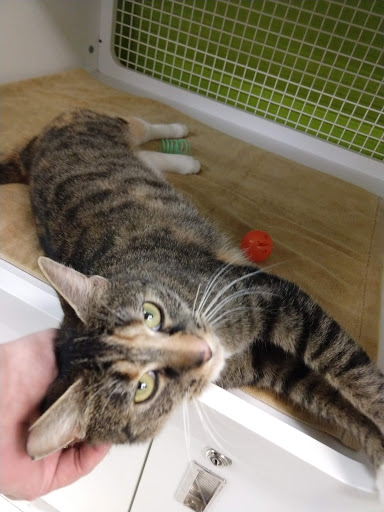 Pet Supply Store «Petco Animal Supplies», reviews and photos, 27111 167th Pl SE #113, Covington, WA 98042, USA