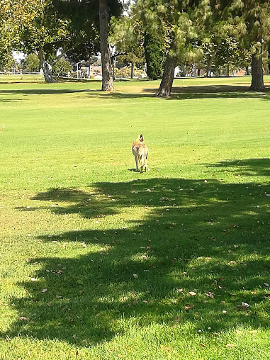 Golf Course «Alhambra Golf Course», reviews and photos, 630 S Almansor St, Alhambra, CA 91801, USA