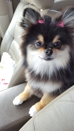 Pet Supply Store «Petco Animal Supplies», reviews and photos, 1207 S Caraway Rd, Jonesboro, AR 72401, USA