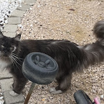 Photo n° 1 de l'avis de Magalie.a fait le 29/04/2023 à 07:47 pour Clinique Vétérinaire Bluevet à Samatan