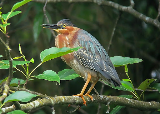 Nature Preserve «Black River Riparian Forest and Wetland», reviews and photos, Oakesdale Ave SW, Renton, WA 98057, USA