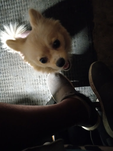 Pet Supply Store «Mini Pet Mart», reviews and photos, 1999 Main St, Springfield, OR 97477, USA