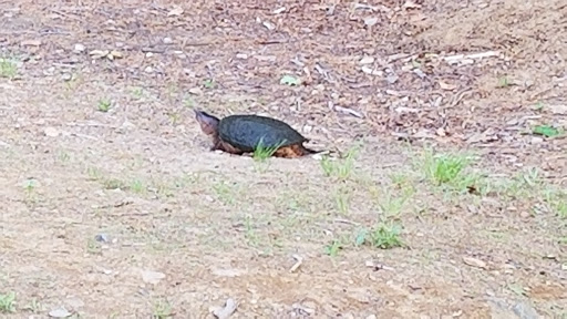 Outdoor Sports Store «Maple Hill Disc Golf», reviews and photos, 132 Marshall St, Leicester, MA 01524, USA