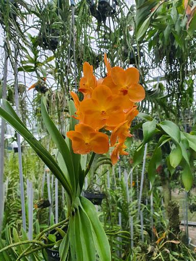 Hoa Lan Long An - Hoang Lan Orchid