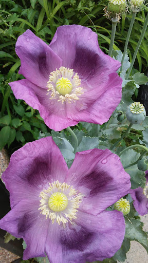 Mediterranean Restaurant «Art Cafe of Nyack», reviews and photos, 65 S Broadway, Nyack, NY 10960, USA