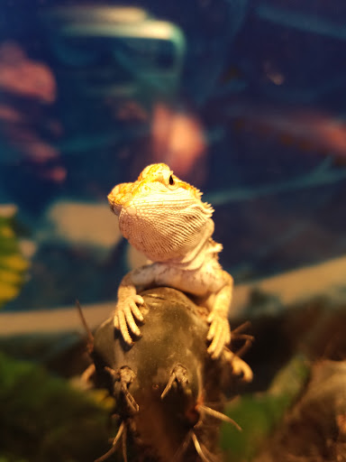 Pet Store «Pet Land», reviews and photos, 1450 Fort Campbell Blvd, Clarksville, TN 37042, USA