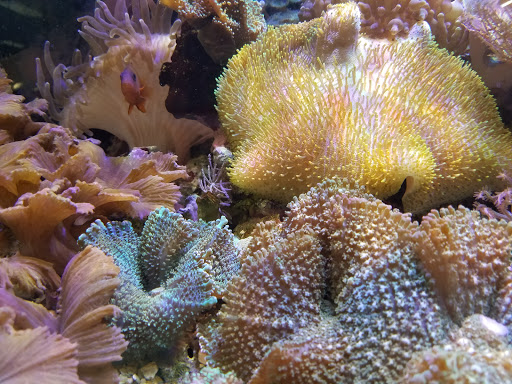 Fish Store «Aquatek Tropical Fish», reviews and photos, 8023 Burnet Rd # 1, Austin, TX 78757, USA