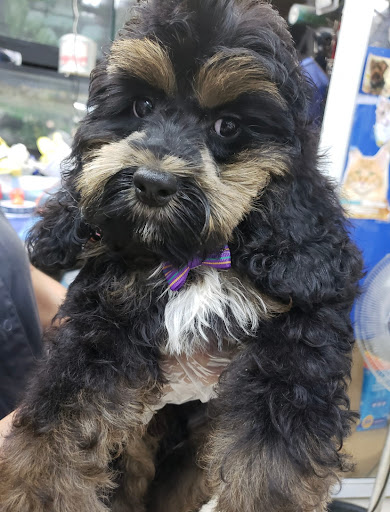 Pet Supply Store «Zoo-Rama Pets», reviews and photos, 2566 E Tremont Ave, Bronx, NY 10461, USA