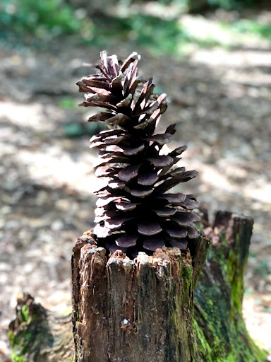 Park «Medal of Honor Park», reviews and photos, 1711 Hillcrest Rd, Mobile, AL 36609, USA