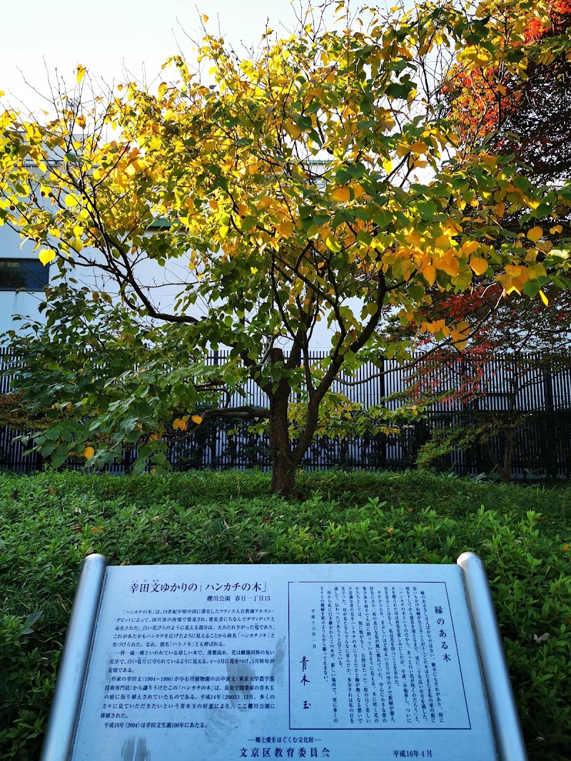 幸田文ゆかりの「ハンカチの木」
