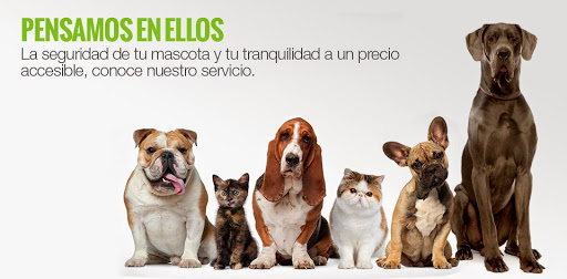 Residencia Canina Los Valles | Adiestramiento Canino