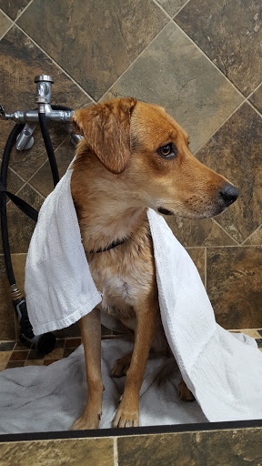 Pet Store «Pet Valu», reviews and photos, 95 Linwood Ave, Colchester, CT 06415, USA