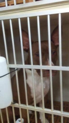 Pet Supply Store «Petco Animal Supplies», reviews and photos, 1207 S Caraway Rd, Jonesboro, AR 72401, USA