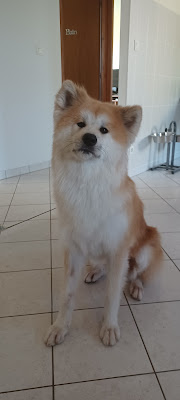 Esthetique Canine à Neuville-de-Poitou