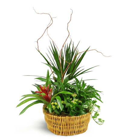 Florist «Flowers N More», reviews and photos, 740 SE Madison St, Albany, OR 97321, USA