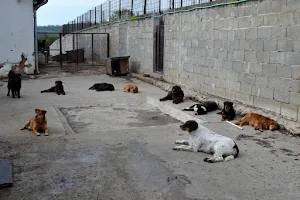 Dog Rescue Shelter, Serbia image