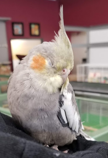 Pet Store «Petland Plano», reviews and photos, 1301 Custer Rd #405, Plano, TX 75075, USA