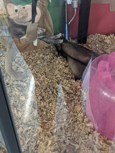 Pet Supply Store «Pet Supplies Plus», reviews and photos, 1262 OH-303, Streetsboro, OH 44241, USA