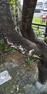 明和種苗