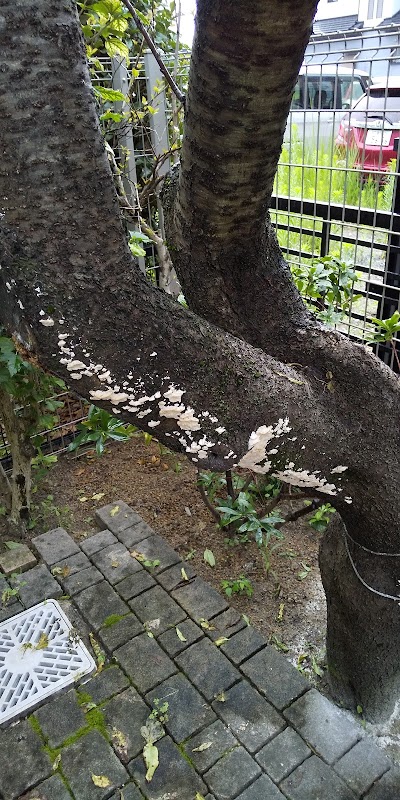 明和種苗
