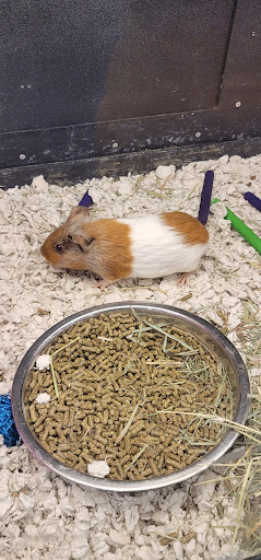 Pet Supply Store «PetSmart», reviews and photos, 2940 Chapel Hill Rd, Douglasville, GA 30135, USA