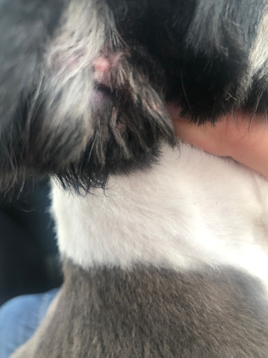 Pet Supply Store «Petco Animal Supplies», reviews and photos, 2373 W Ridge Rd, Greece, NY 14626, USA