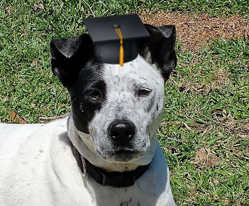 Pet Supply Store «PetSmart», reviews and photos, 1591 Bradley Park Dr, Columbus, GA 31904, USA