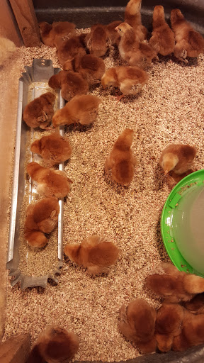 Pet Supply Store «Concord Feed Pet & Livestock Supplies», reviews and photos, 228 Hookston Rd, Pleasant Hill, CA 94523, USA