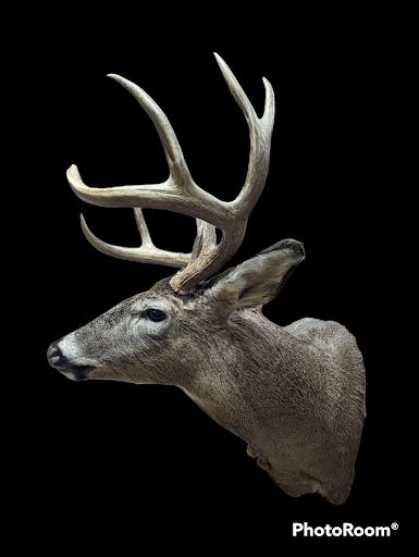 Resurrected wildlife taxidermy