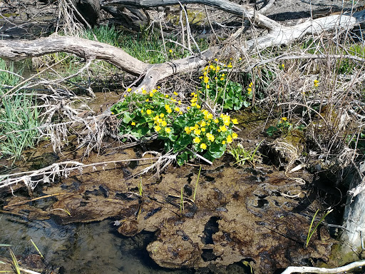 Nature Preserve «Bruce Vento Nature Sanctuary», reviews and photos, 4th St E, St Paul, MN 55106, USA