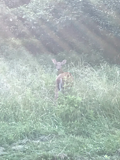 Park «A.B. Sawyer Park», reviews and photos, 9300 Whipps Mill Rd, Louisville, KY 40242, USA