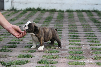 Criadero de Bulldog Francés y Bulldog Ingles