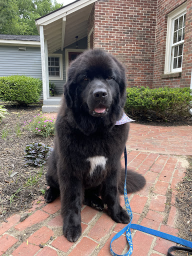 Pet Supply Store «Pet Supply Outlet», reviews and photos, 150 Spaulding Tpke, Portsmouth, NH 03801, USA