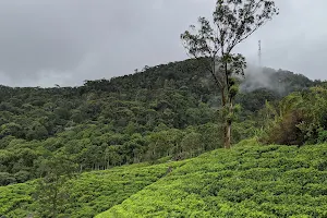 Sinharaja Forest Reserve image