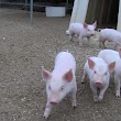Animal Farm Petting Zoo