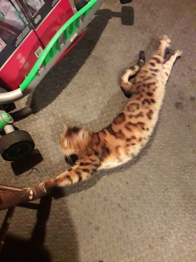 Pet Supply Store «Petco Animal Supplies», reviews and photos, 474 228th Ave NE, Sammamish, WA 98074, USA