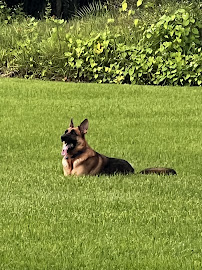 PetPro2u, LLC - Photo 7 - Car repair in , Port St. Lucie