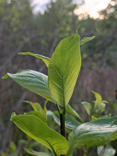 Nature Preserve «Beanblossom Bottoms Nature Preserve - Sycamore Land Trust», reviews and photos, N Woodall Rd, Ellettsville, IN 47429, USA